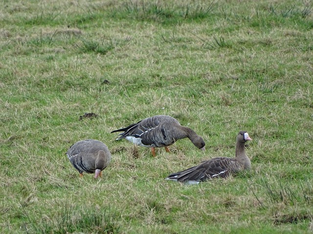 带来的激情 带来的激情