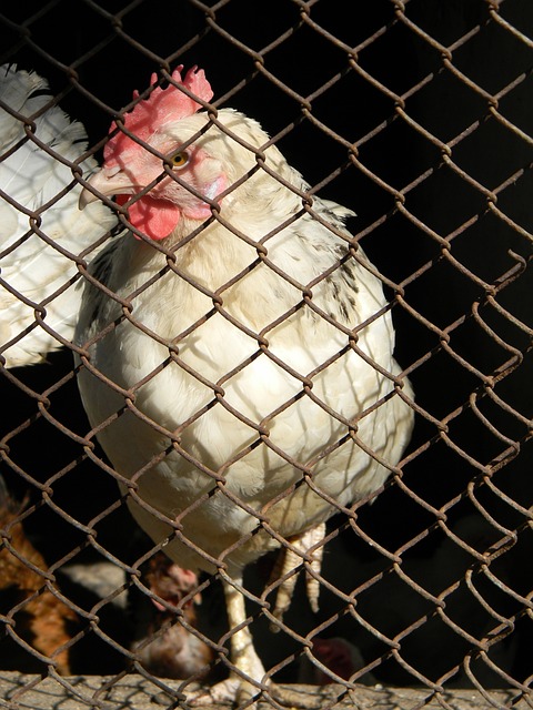 力的全面崛 力的全面崛